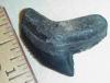 1 1/8" Extant Tiger Shark tooth