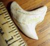 1 1/4" Giant Thresher Tooth