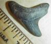 1 1/16" Giant Thresher Shark Tooth