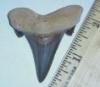 2 3/16" Auriculatus Shark Tooth