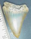 2 1/4" Great White Shark Tooth