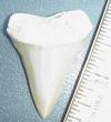 1 7/8" Mako Shark Tooth
