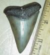 2 3/4" Broad Toothed Mako Shark Tooth