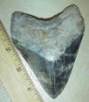 4 1/2" Megalodon Shark Tooth