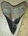 4 3/4" Megalodon Shark Tooth