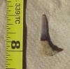 9/16" Saw Shark Tooth