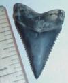 1 3/16" Great White Shark Tooth