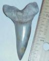 2 5/16" Mako Shark Tooth