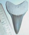 1 3/4" Mako Shark Tooth