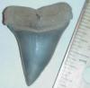 1 9/16" Mako Shark Tooth