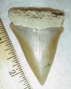 2 1/2" Mako Shark Tooth