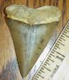 2 1/16" Mako Shark Tooth