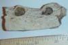 Squalodon Jaw Fragment