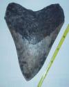 5 15/16" Megalodon Shark Tooth