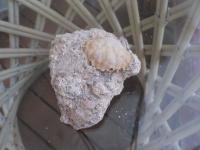 Sweet Crab fossils in matrix, Oahu North Shore