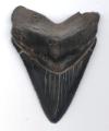 Fossil Megalodon Shark Tooth