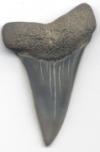 Fossil Mako Shark Tooth