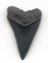 Fossil Great White Shark Tooth