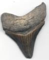 Fossil Megalodon Shark Tooth