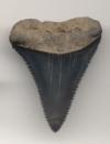 Fossil Great White Shark Tooth