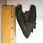 Edisto River Files: 3in Archaeocete Whale Tooth.