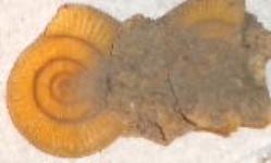 German ammonites