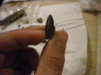 Fossil Edmontosaurus Tooth