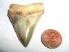Fossil Chubutensis Shark Tooth