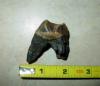 Tapir Tooth