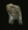 Horse tooth