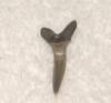Sand Tiger Shark tooth