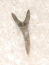 Sand Tiger shark tooth