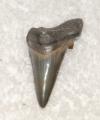 Auriculatis tooth