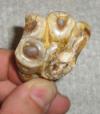 Desmostylus tooth