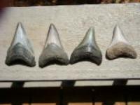 the rest of the pics from 3 day fossil hunt