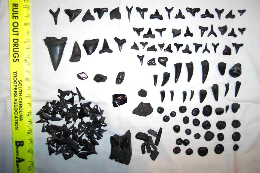 Bull Sharks Teeth