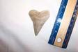 2 5/16" Mako Shark Tooth