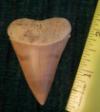 2 3/16" Mako Shark Tooth