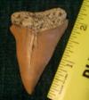 2 5/16" Mako Shark Tooth