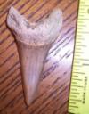 1 7/8" Mako Shark Tooth