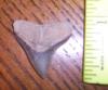 15/16" Bull Shark Tooth