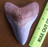 4 1/2" Megalodon Shark Tooth