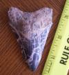 3 3/16" Megalodon Shark Tooth