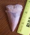 2 1/2" Mako Shark Tooth