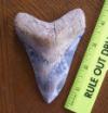 4 1/4" Megalodon Shark Tooth