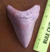3 13/16" Megalodon Shark Tooth