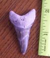 2" Mako Shark Tooth