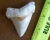 2 3/4" Angustidens Shark Tooth