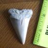 2 7/16" Mako Shark Tooth