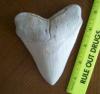 4 7/8" Megalodon Shark Tooth